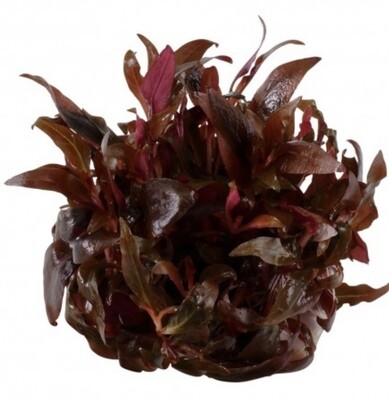 ALTERNANTHERA REINECKII IN VITRO