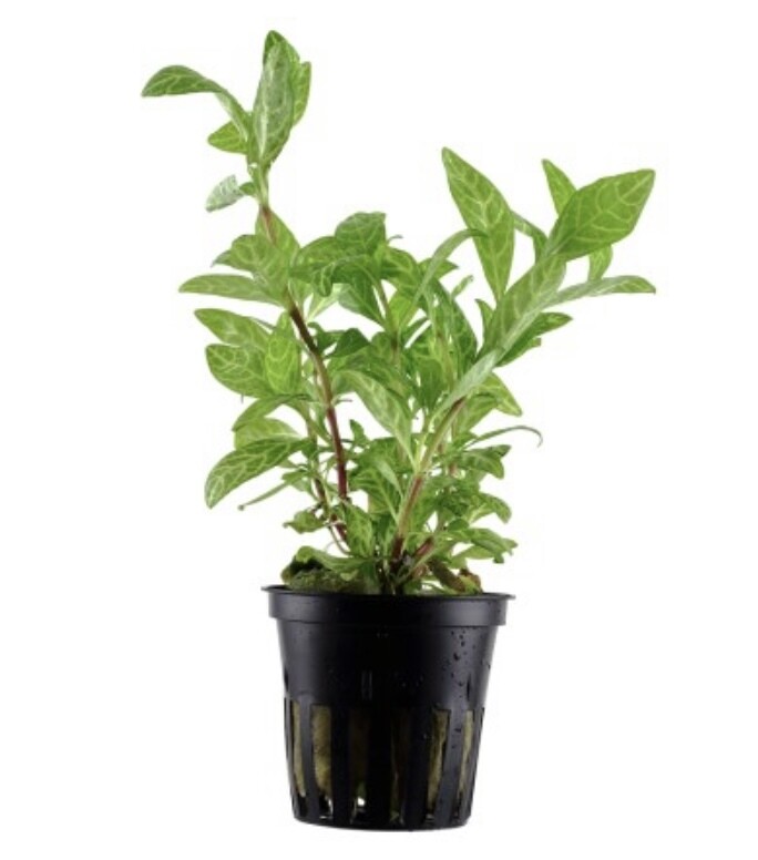 HYGROPHILA POLYSPERMA 'ROSANERVIG' EN MACETA
