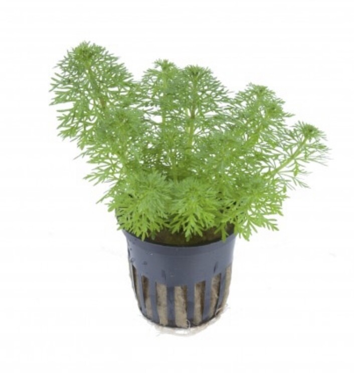 LIMNOPHILA SESSILIFLORA EN MACETA