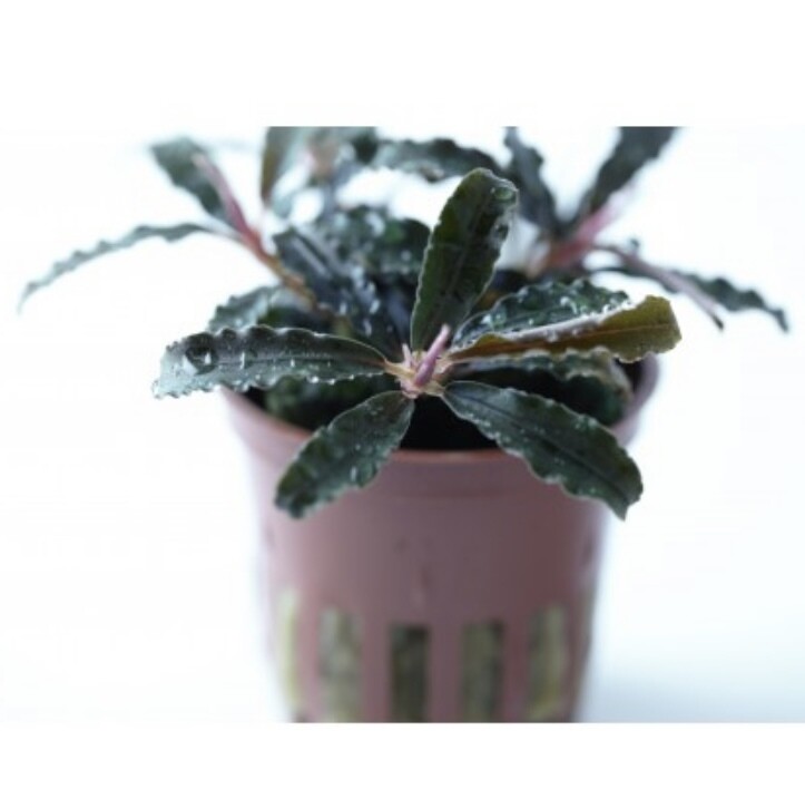 BUCEPHALANDRA 'KEDAGANG' EN MACETA