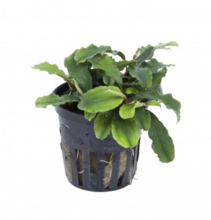 BUCEPHALANDRA PYGMAEA 'BUKIT KELAM' EN MACETA