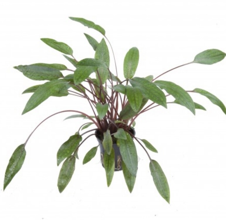 CRYPTOCORYNE BECKETTII 'PETCHII' EN MACETA