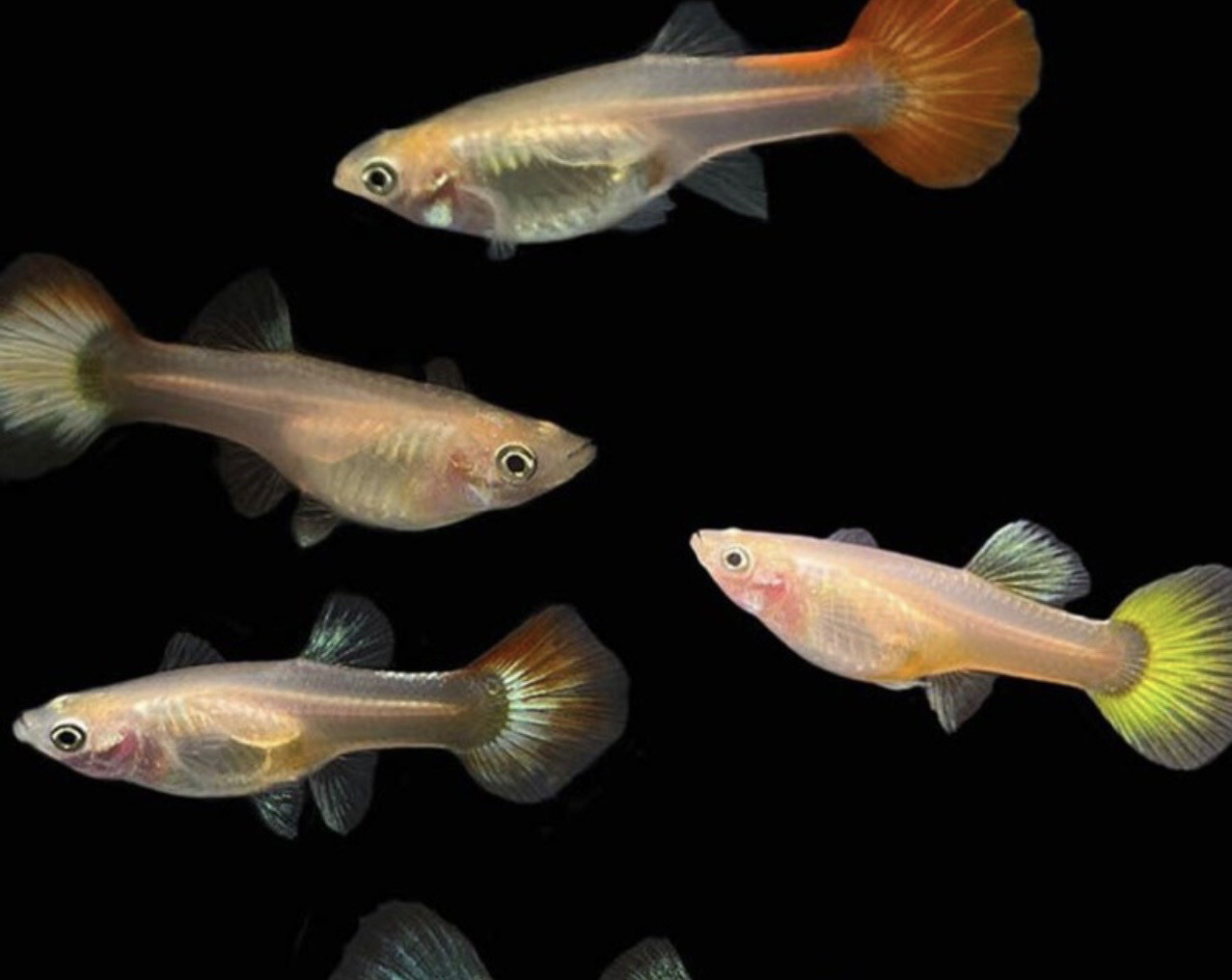 Guppy surtido hembra
