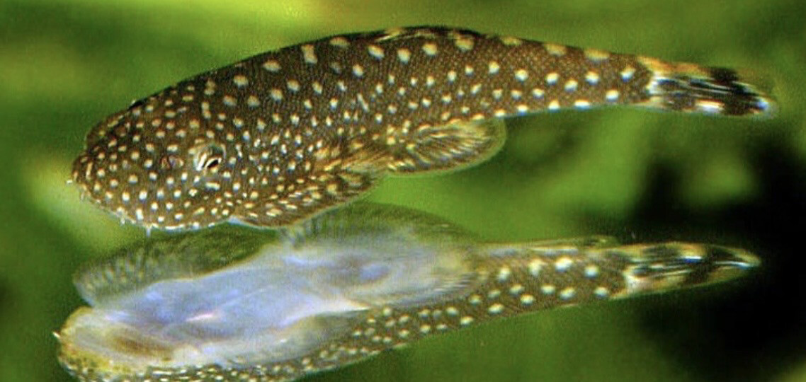 Locha ventosa borneo enana