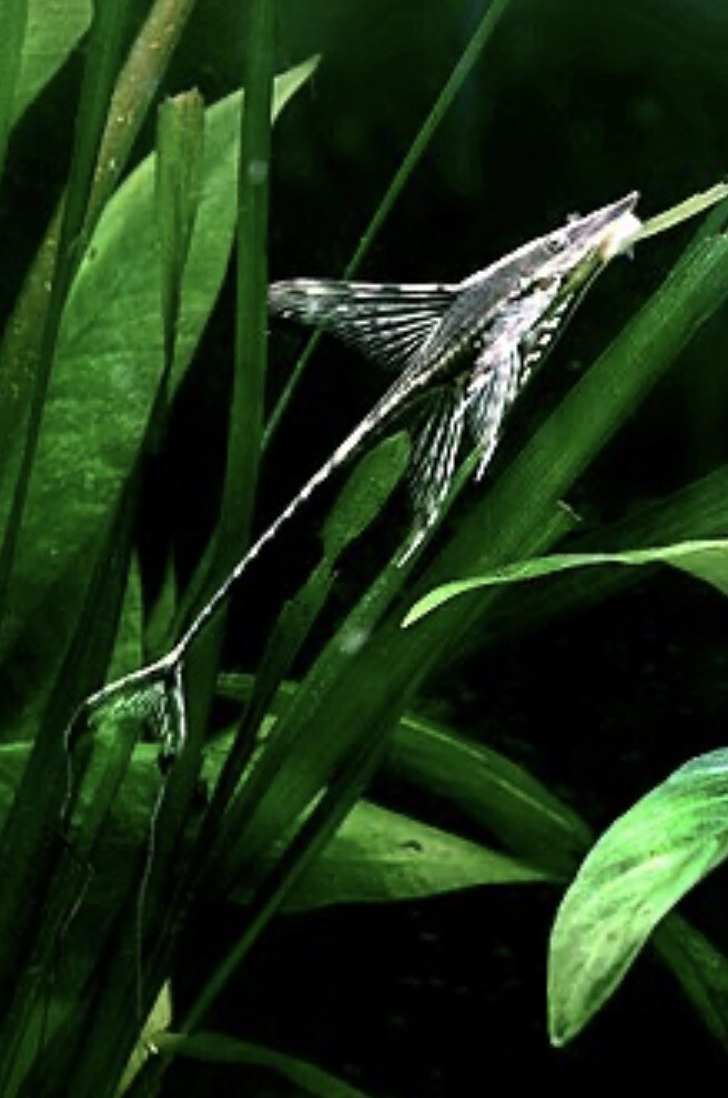 Sturisoma aureum 10-12cm