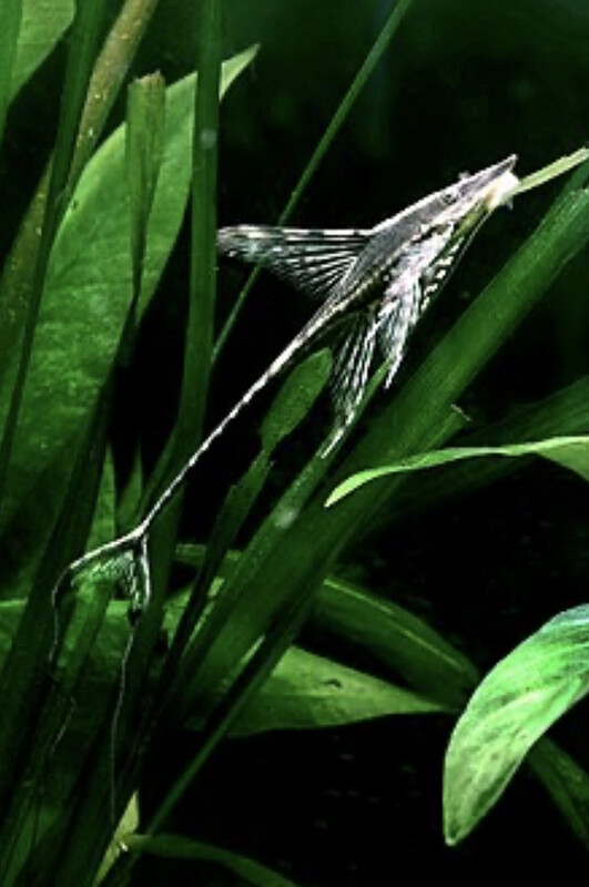 Sturisoma aureum 10-12cm
