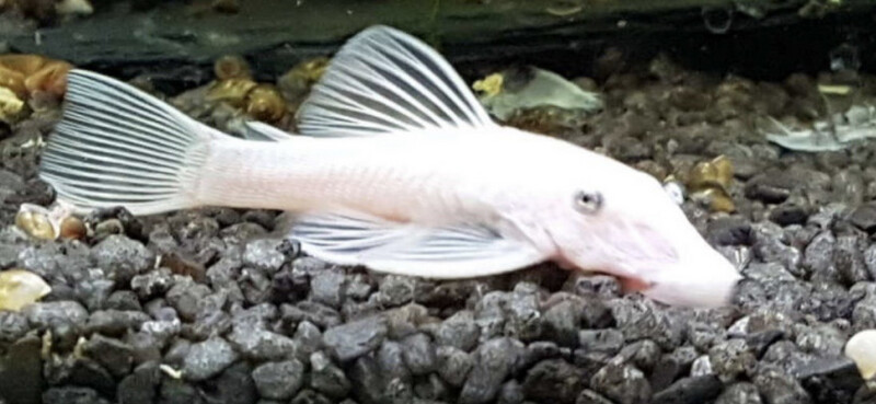 Ancistrus Snow white 3-4cm