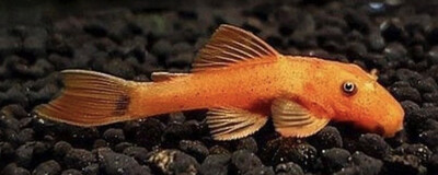 Ancistrus Super Red 3-4cm | Ancistrus Sp