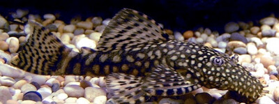 Ancistrus sp.