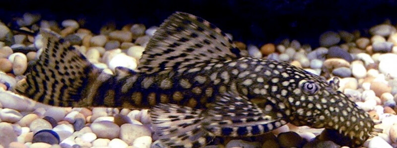 Ancistrus sp.
