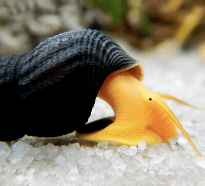 Caracol Conejo Naranja | Tylomelania