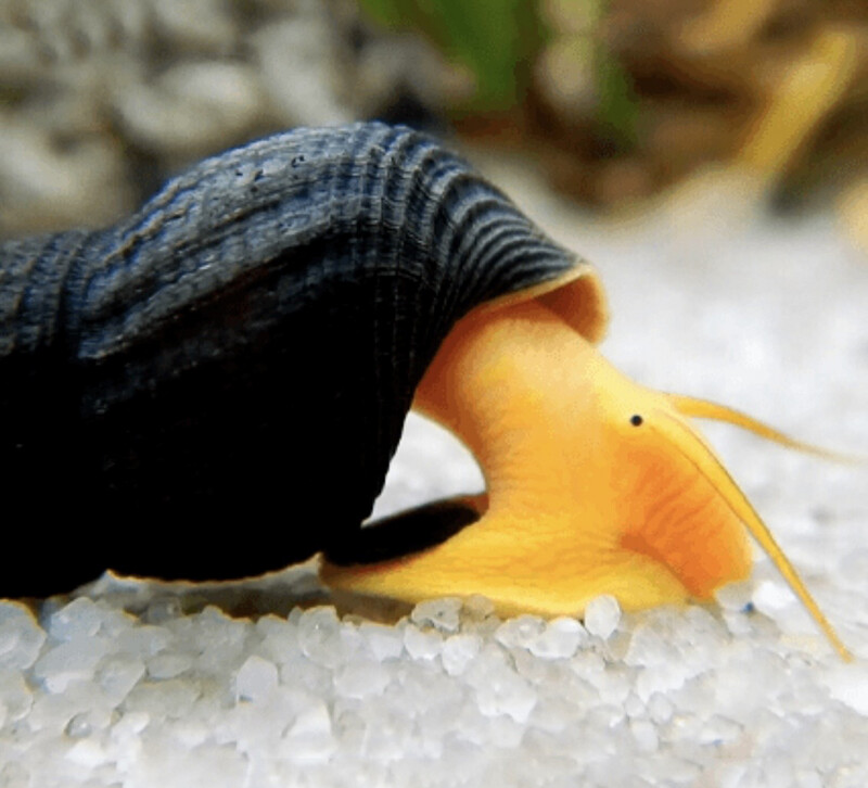 Caracol Conejo Naranja | Tylomelania