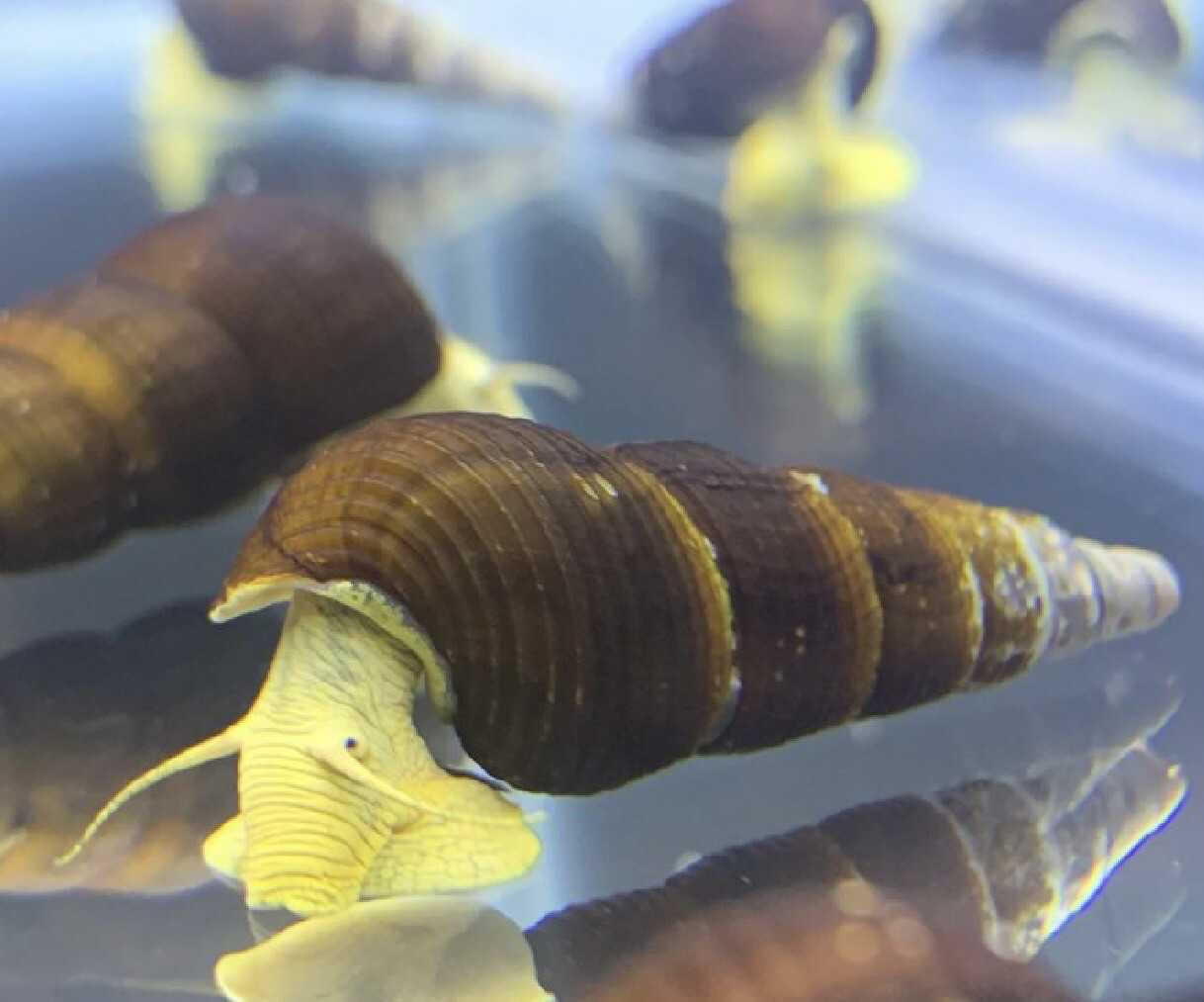 Caracol conejo amarillo