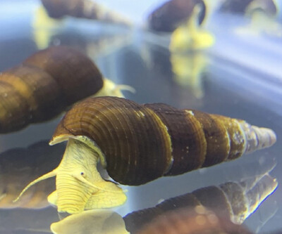 Caracol conejo amarillo