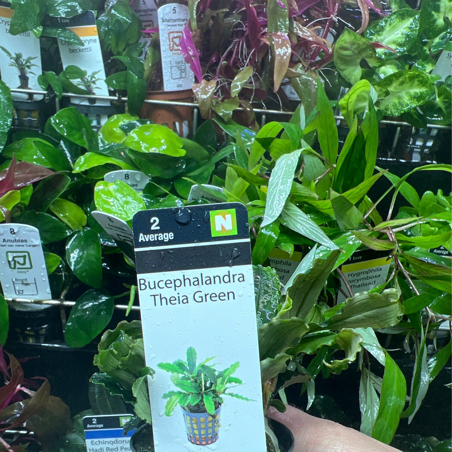 Bucephalandra theia green