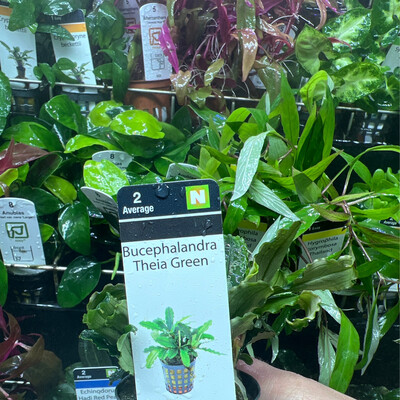 Bucephalandra theia green