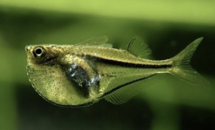 Carnegiella myersi, pez hacha pigmeo 1.8-2.3 cm