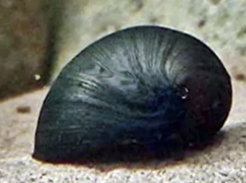 Caracol Casco Militar | Neritina Pulligera