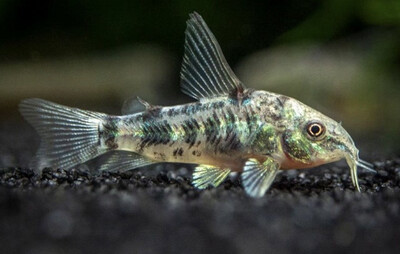 Coridora pimienta
