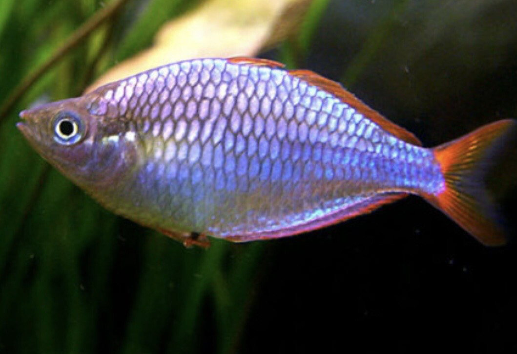 MELANOTAENIA PRAECOX - PEZ ARCOIRIS ENANO AZUL