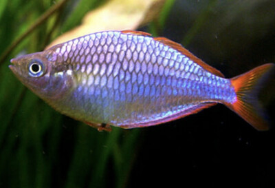 MELANOTAENIA PRAECOX - PEZ ARCOIRIS ENANO AZUL