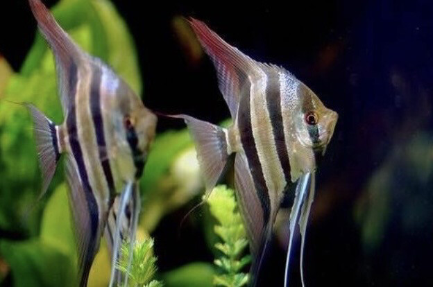 Pterophyllum scalare: Escalar altum PERUENSIS 4,0 cm