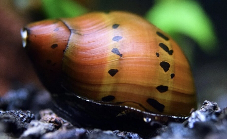 Caracol moteado Neritina Turrita