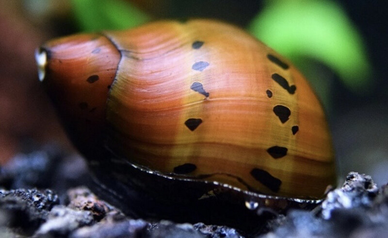 Caracol moteado Neritina Turrita