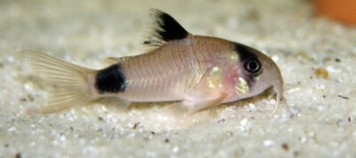 CORYDORA PANDA VELO