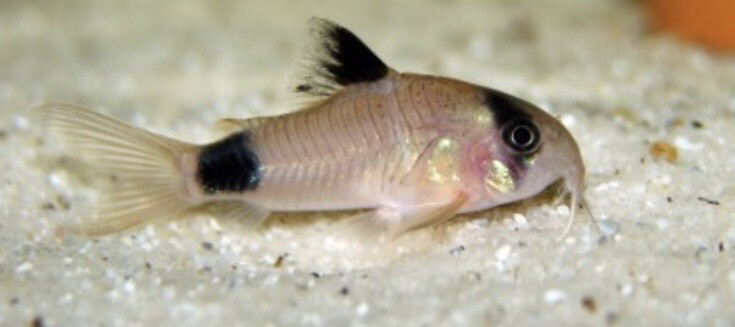 CORYDORA PANDA VELO