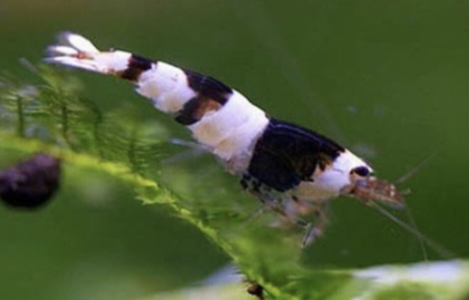 Caridina black Cristal