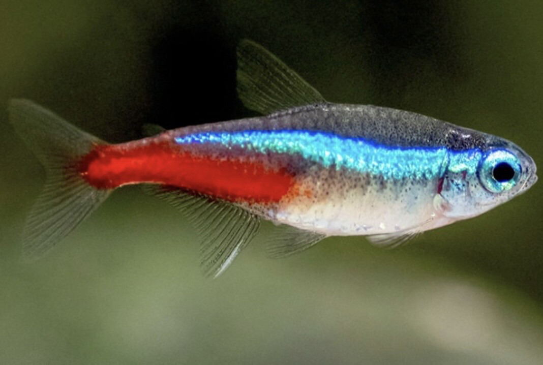 NEÓN INNENSI 2,5-3cm