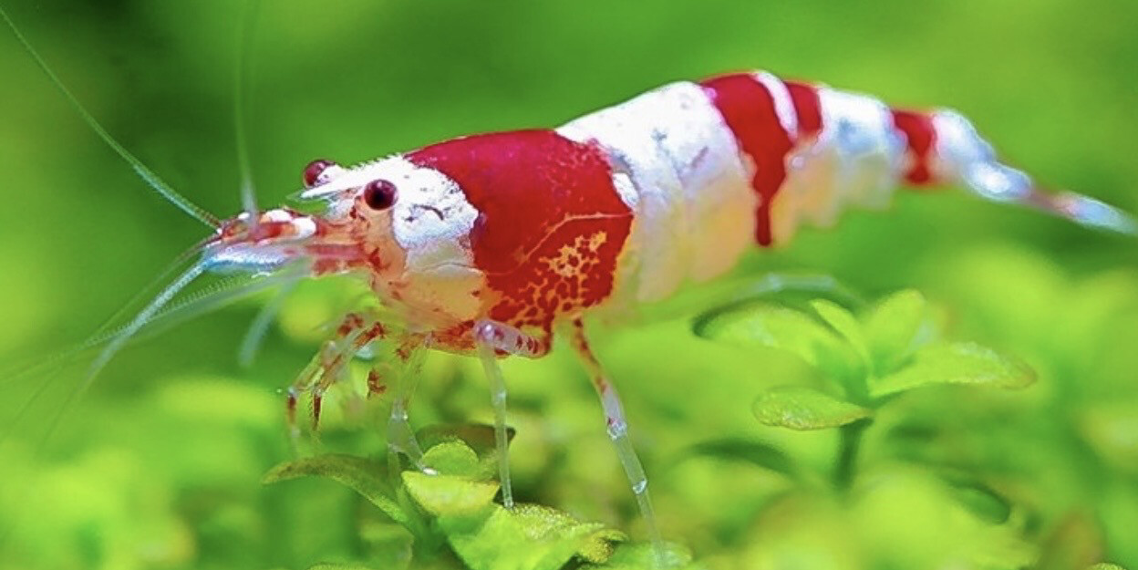 Caridina red crystal