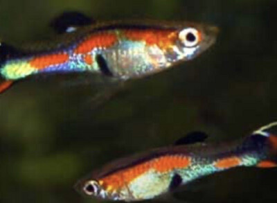 GUPPY ENDLER 1.5-2 CM MACHO SURTIDO ESPECIAL
