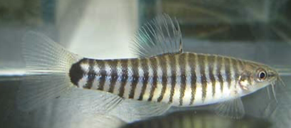BOTIA ENANA tigre