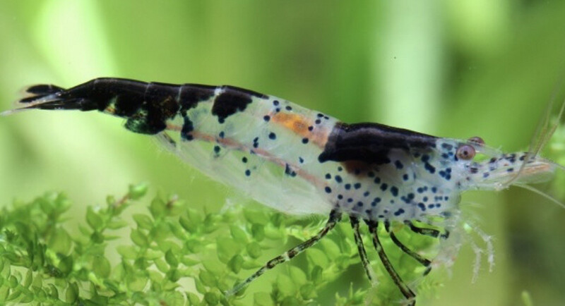 Neocaridina Davidi ”Black Rili