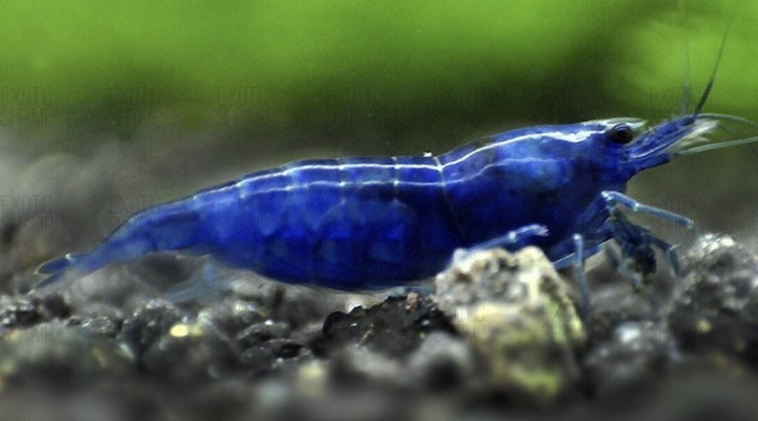 Neocaridina Davidi Blue Diamond