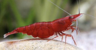 Neocaridina sakura red