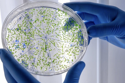 bacterias para Acuario