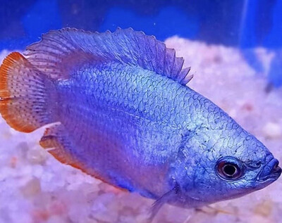 Colisa lalia azul neón macho