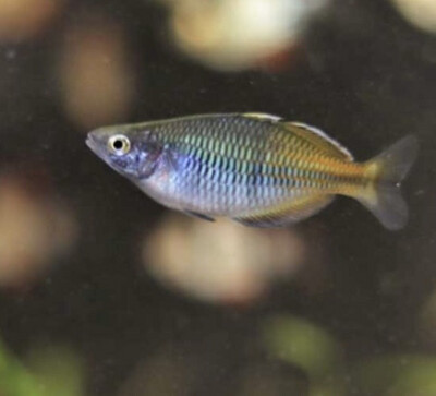 Melatoenia boesemani