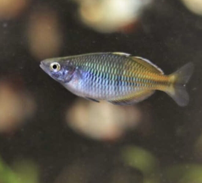 Melatoenia boesemani