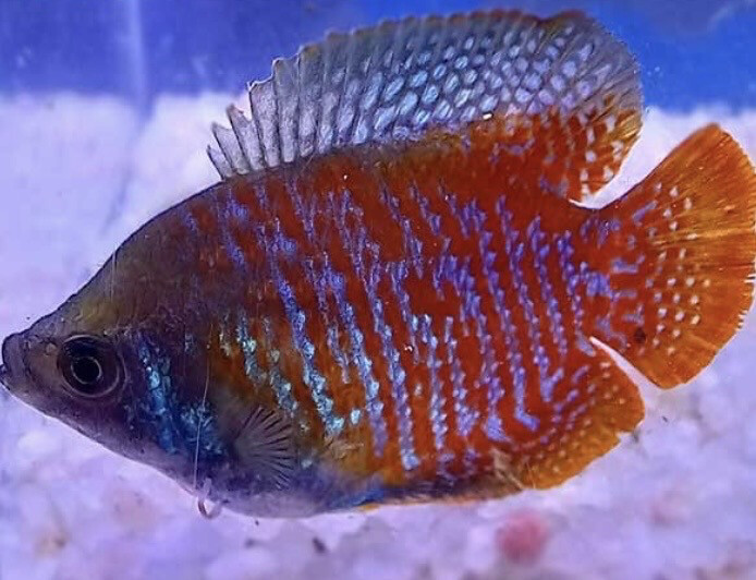 Colisa lalia roja macho