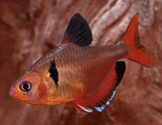 Tetra serpae eques