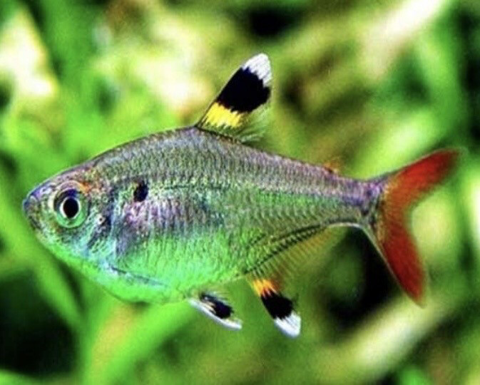 Tetra Pristella | Tetra jilguero 