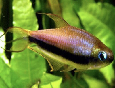 Tetra Emperador