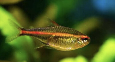 HEMIGRAMMUS GRACILIS