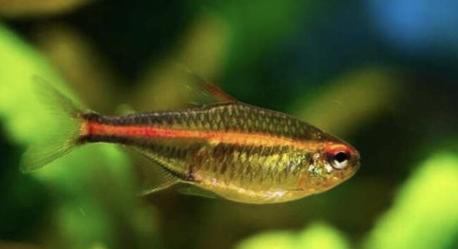 HEMIGRAMMUS GRACILIS