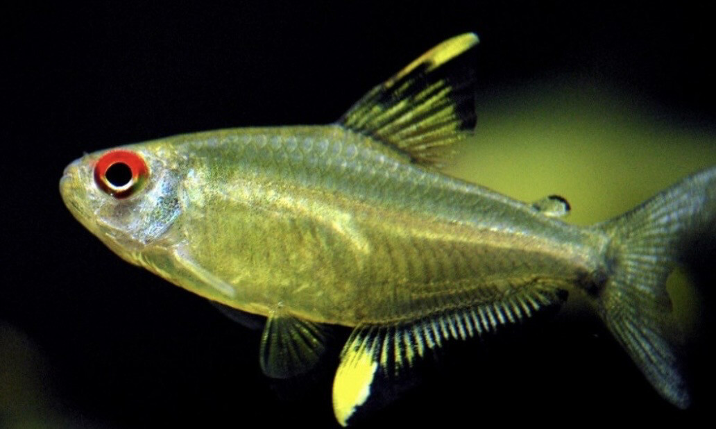Hyphessobrycon Pulchripinnis-Tetra Limón