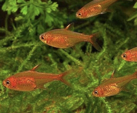 TETRA ÁMBAR. HYPHESSOBRYCON AMANDAE